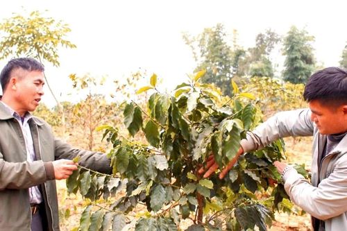 Huyện Thuận Châu hỗ trợ người dân sản xuất nông nghiệp theo hướng bền vững