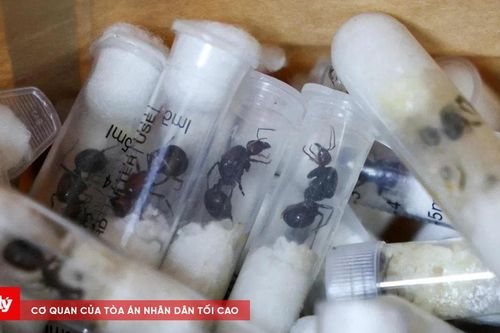 Hai thanh niên hầu tòa vì buôn lậu 5.000 con kiến
