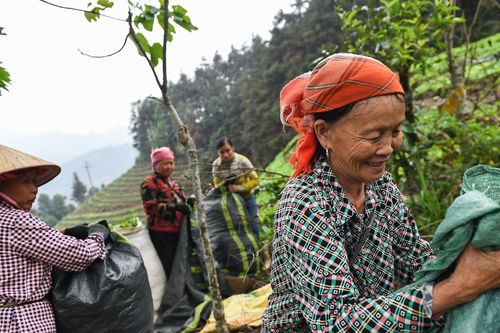 Mường Khương giảm nghèo nhờ loại cây 'trồng một lần thu cả đời'