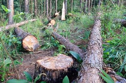 Một ngày phát hiện 2 vụ phá rừng, khai thác rừng trái phép tại Lâm Đồng