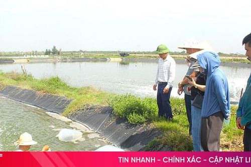 Triển khai mô hình nuôi xen ghép tôm sú và cá rô phi tại TP Hà Tĩnh