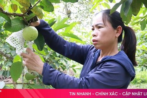 Nông dân Hương Sơn 'đổi đời' nhờ trồng ổi Đài Loan