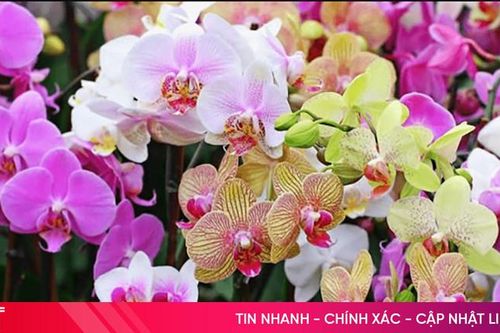 Cách trồng và chăm sóc lan hồ điệp cho hoa nở quanh năm
