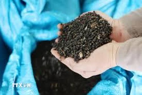 Đáng lo ngại tình trạng trộm cắp hồ tiêu tại Đắk Lắk