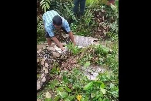 Bắt sống trăn khổng lồ dài 7 mét với chiếc bụng phình to