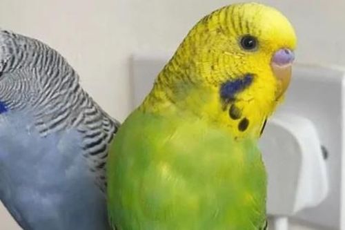 Chú vẹt vô tình nói một từ giúp người phụ nữ phát hiện bí mật động trời của bạn trai