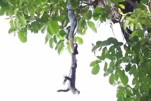 CLIP: Rắn hổ mang chúa treo mình trên cây, tấn công kỳ đà dữ dội
