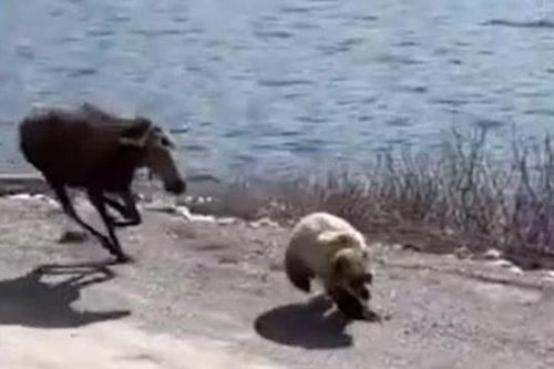 CLIP: Hai sừng tấm 'hắc hóa', điên cuồng truy đuổi gấu