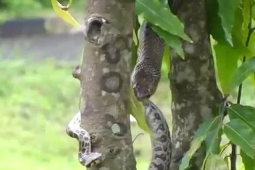 CLIP: Rắn hổ mang nuốt trọn trăn sau màn tử chiến nghẹt thở