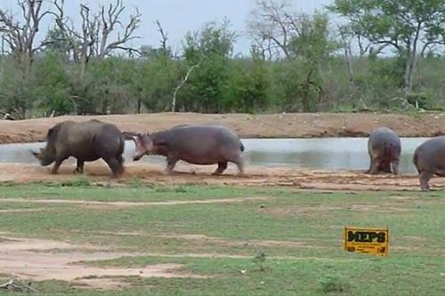 CLIP: Cả gan đi chọc hà mã, tê giác đen lập tức 'nhận quả báo'