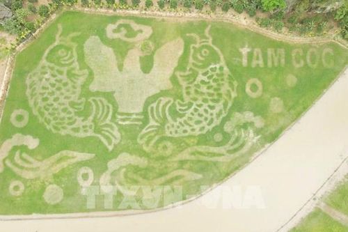 Lạ mắt bức tranh 'Cá vượt vũ môn' giữa đồng lúa ở Tam Cốc