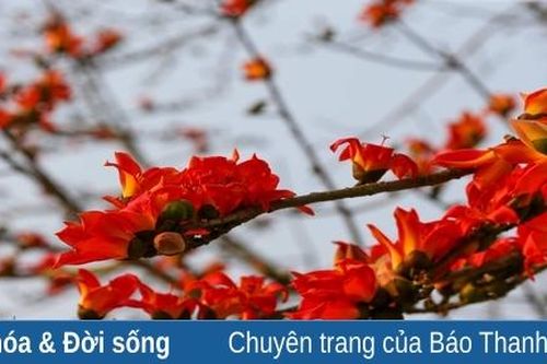 Mộc miên... gọi hè