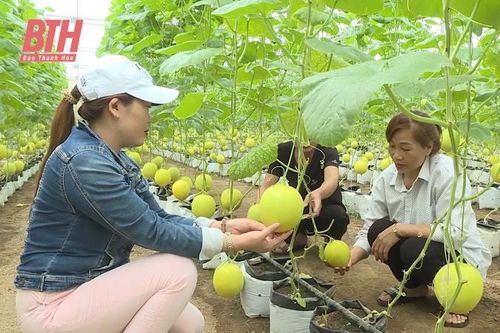 Ngọc Lặc nâng tầm chất lượng sản phẩm OCOP
