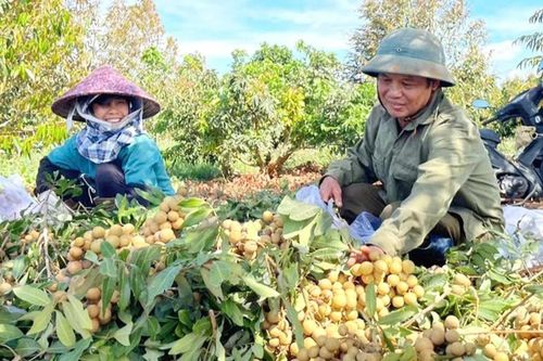 Chư Sê đẩy mạnh ứng dụng khoa học công nghệ vào sản xuất
