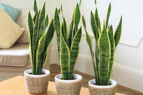 Top 10 cây nội thất vừa đẹp vừa giúp thanh lọc không khí