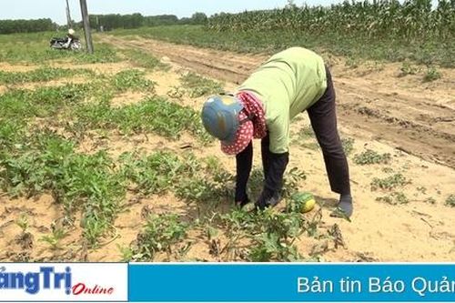 Dưa hấu Vĩnh Tú mất mùa, hơn 80% diện tích mất trắng