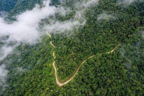 Quỹ Bảo vệ và phát triển rừng Việt Nam: Nỗ lực phát triển thị trường tín chỉ carbon rừng