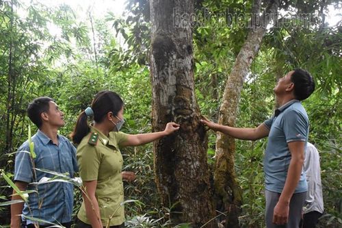 Nghệ An: Thực hiện tốt công tác giao rừng, cho thuê rừng