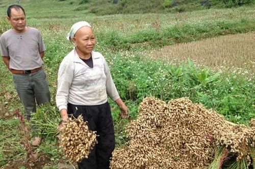 HTX Hà Quảng chung tay giảm nghèo bền vững từ sản vật quê hương