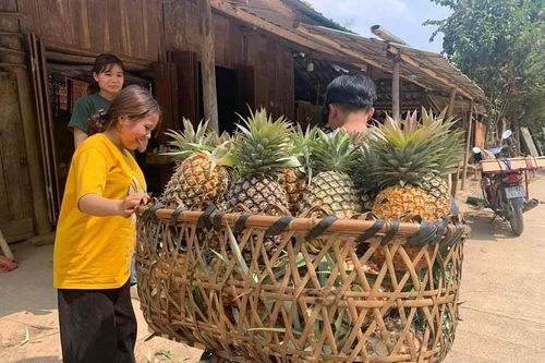 Mường Nhà phát triển kinh tế, giảm nghèo nhờ dứa mật