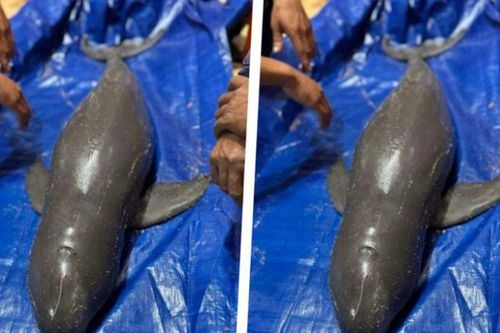 Lý do cá 'lạ' dài khoảng 1m, nặng hơn 30kg trôi dạt vào bờ biển trong tình trạng kiệt sức, sau đó được ngư dân Bình Định tổ chức an táng