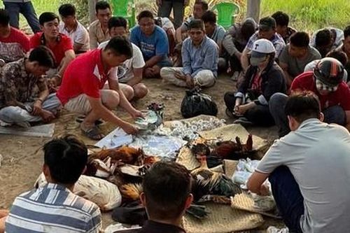 Khởi tố 24 đối tượng tham gia đá gà ăn tiền tại khu vườn mít