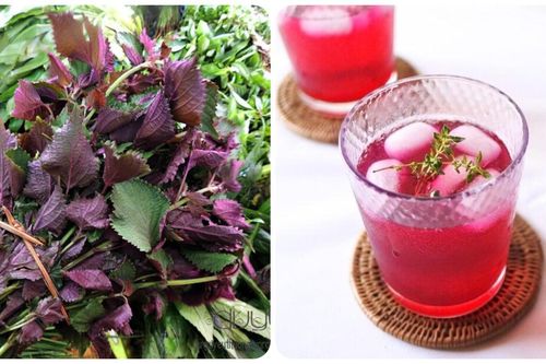 Uống nước lá tía tô hàng ngày có tốt?