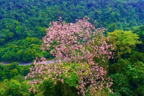 Cây ngô đồng nở hoa rực rỡ trên núi đá vôi ở Quảng Trị