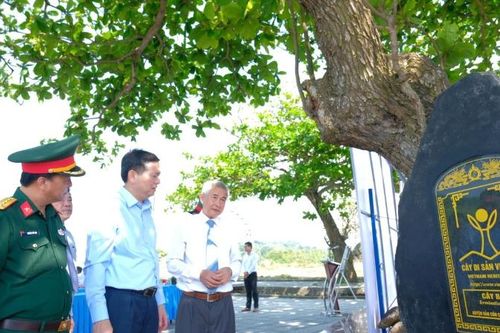 Công nhận 17 cây di sản Việt Nam ở huyện đảo Cồn Cỏ