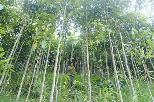 Loài cây được ví 'vàng xanh' của Việt Nam, thế giới khát khao săn lùng