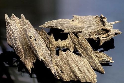 Tận thấy loại gỗ quý được định giá hơn 2 tỷ đồng/kg