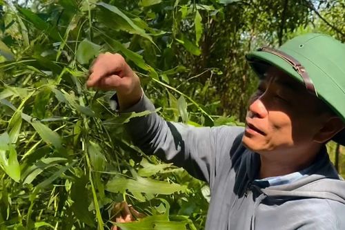 Sâu đo tấn công hàng trăm hecta cây keo ở Nghệ An