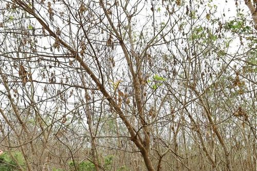 Hàng nghìn hecta cao su ở Quảng Bình đang vào vụ thu hoạch bỗng xuất hiện bệnh 'lạ'