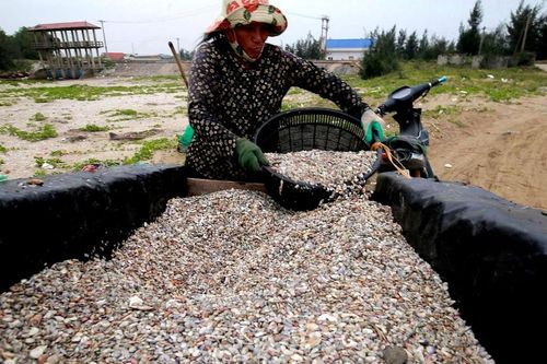 Ngư dân Nghệ An vào mùa cào dắt biển