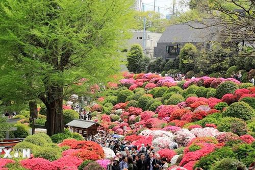 Nhật Bản: Rực rỡ lễ hội hoa đỗ quyên tại thủ đô Tokyo