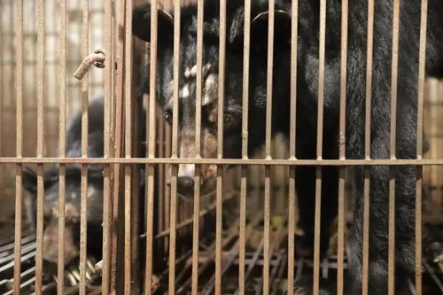 Cứu hộ thêm 2 cá thể gấu ngựa về 'ngôi nhà gấu' tại Vườn quốc gia Bạch Mã