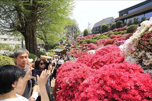 Rực rỡ lễ hội hoa đỗ quyên tại Tokyo