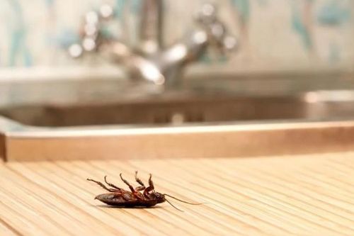5 cách đuổi gián hiệu quả, không cần hóa chất