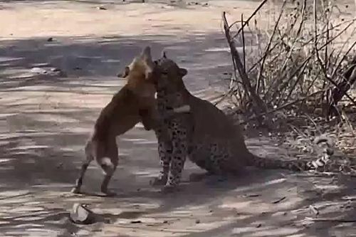 CLIP: Đang nằm nghỉ ngơi, chó nhà bị báo hoa mai tập kích bất ngờ và cái kết