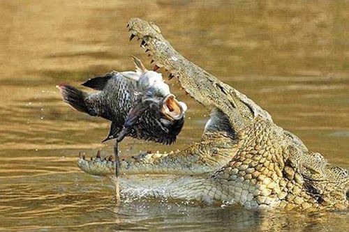 Tại sao cá sấu có thể nuốt mồi dưới nước mà không bị sặc? Bí mật nằm ở cấu tạo cổ họng độc đáo