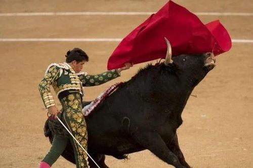 Bò tót bị mù màu, vậy tại sao người ta lại dùng khăn đỏ để chọc giận chúng?
