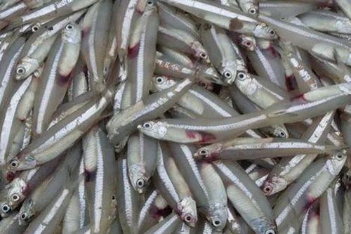 Loại cá được Mỹ đánh giá tốt gấp 25 lần cá hồi, Việt Nam khai thác chục nghìn tấn/năm