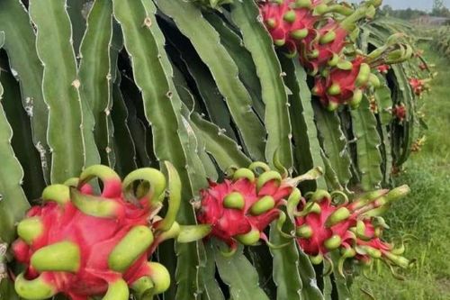 Khơi dòng tiêu thụ bền vững cho thanh long đất Bình Thuận