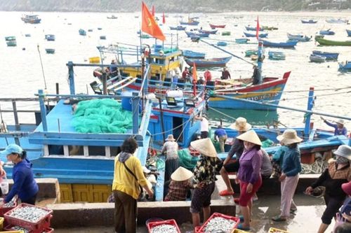 Mùa cá cơm