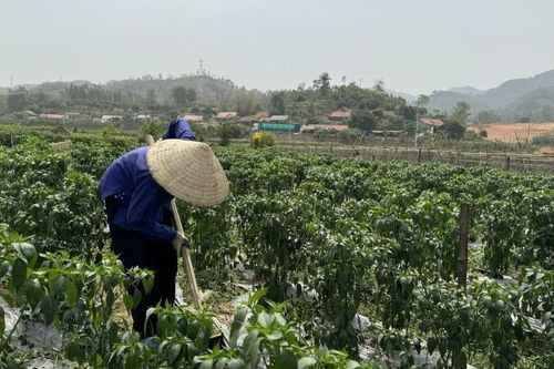 Chi Lăng: Tập trung chăm sóc cây ớt trong bối cảnh khô hạn
