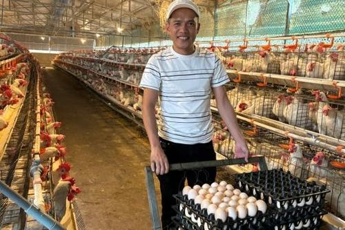 Liên kết với nông dân sản xuất trứng OCOP