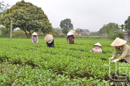 Hệ sinh thái nông nghiệp số VNPT Green: Tối ưu hóa sản xuất