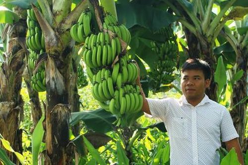 Đồng bào dân tộc thiểu số ở A Ngo vươn lên từ 'mối duyên' với HTX