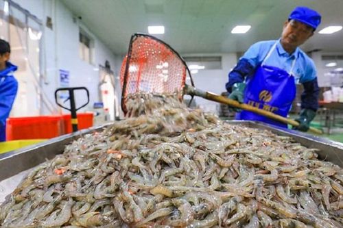 Sò huyết, tôm giảm giá mạnh, doanh nghiệp thu mua vắng bóng
