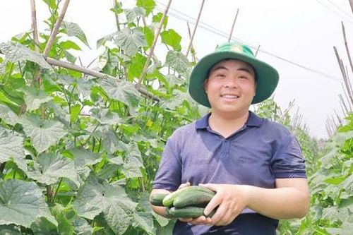 300 triệu đồng/ha - kỹ sư Dương làm giàu từ dưa chuột